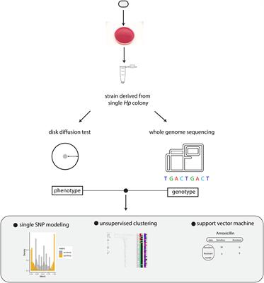 Deciphering complex antibiotic resistance patterns in Helicobacter pylori through whole genome sequencing and machine learning